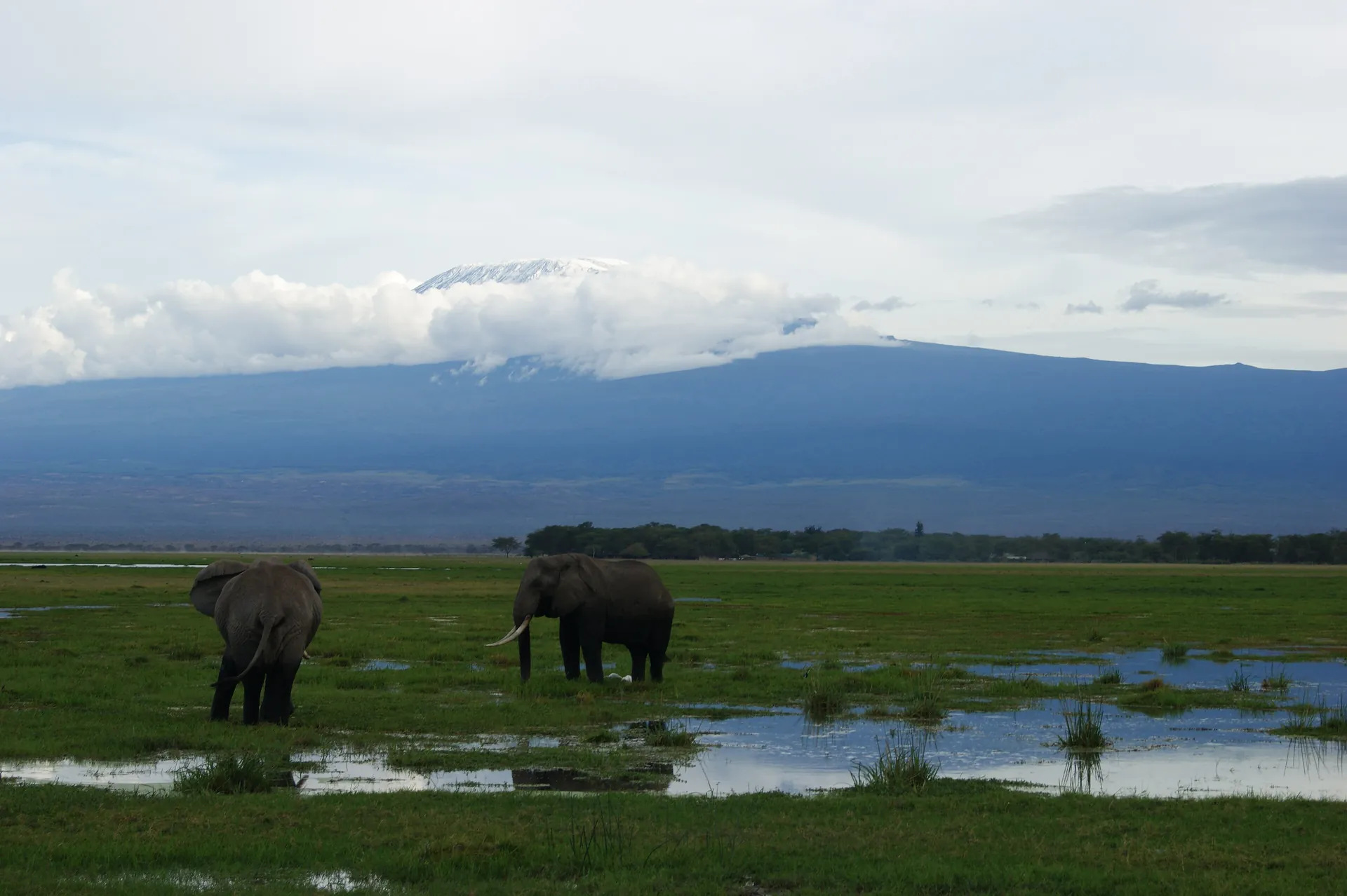 Elephants in a swamp beneath Mount Kilimanjaro, Amboseli National Park, Kenya