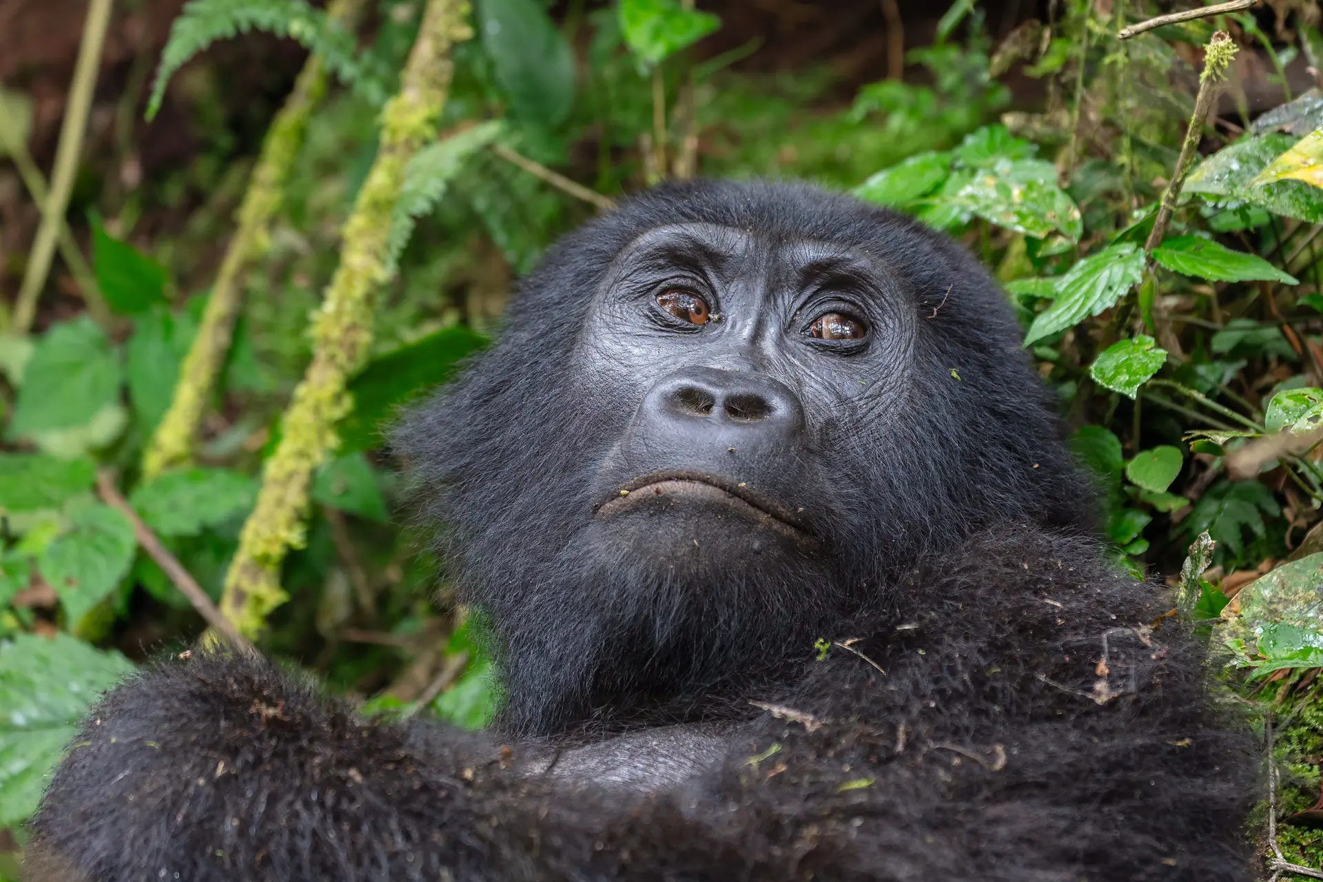 A mountain gorilla looking up from the undergrowth, Bwindi Impenetrable Forest, Uganda