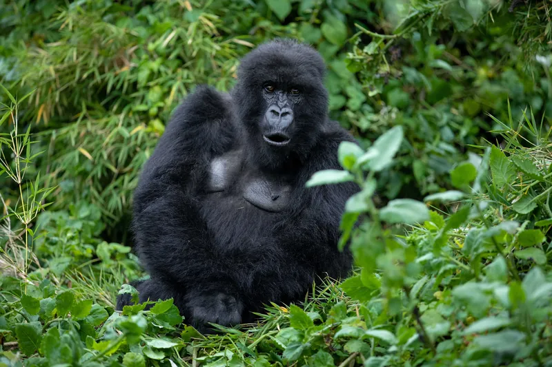 A young mountain gorilla sitting in green foliage, Volcanoes National Park, Rwanda