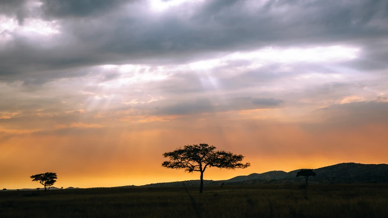 A lone acacia in silhouette under a stormy sunset sky, Serengeti, Tanzania
