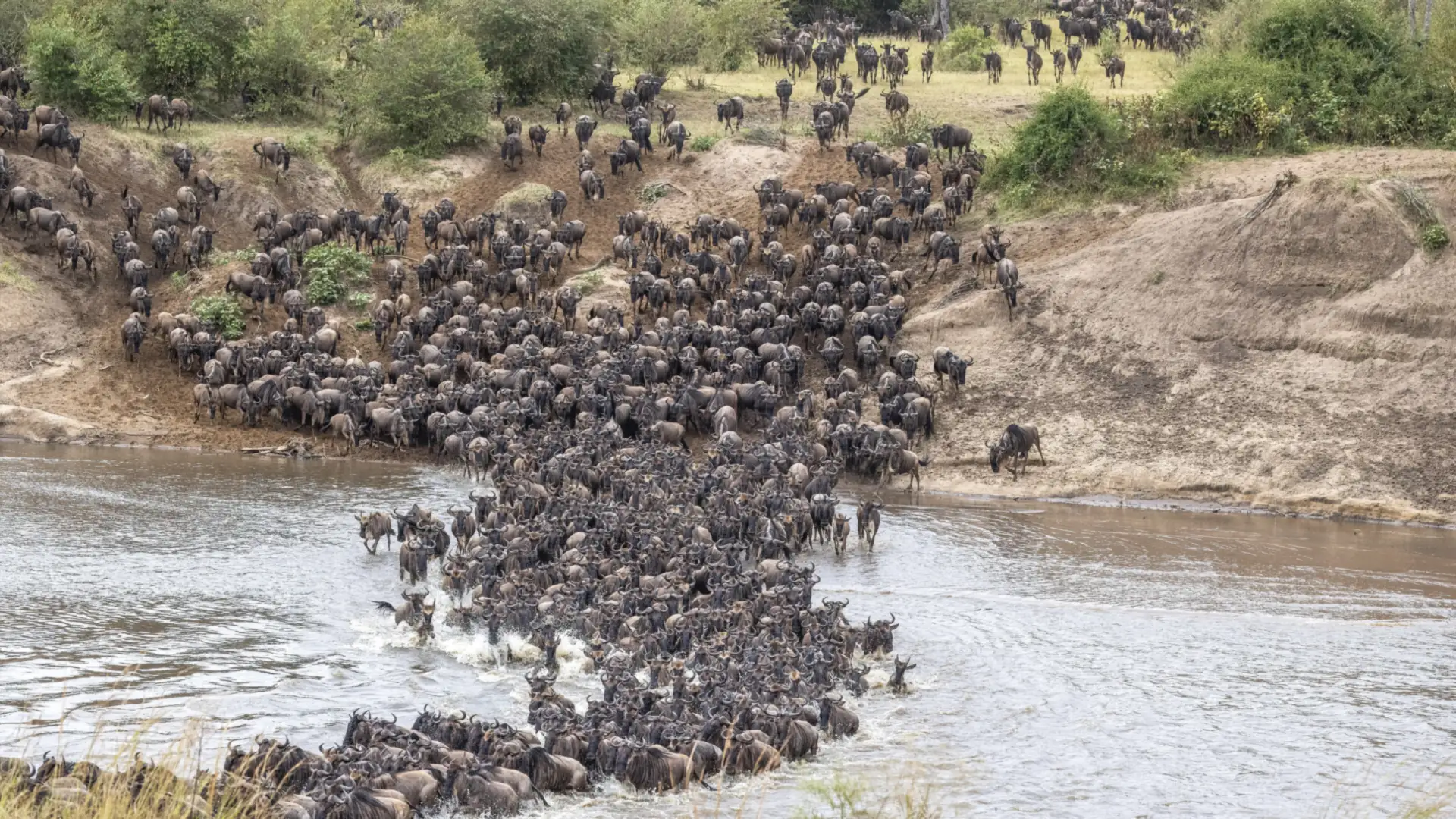 Wildebeest crossing the Mara River in a long dark column, Serengeti, Tanzania